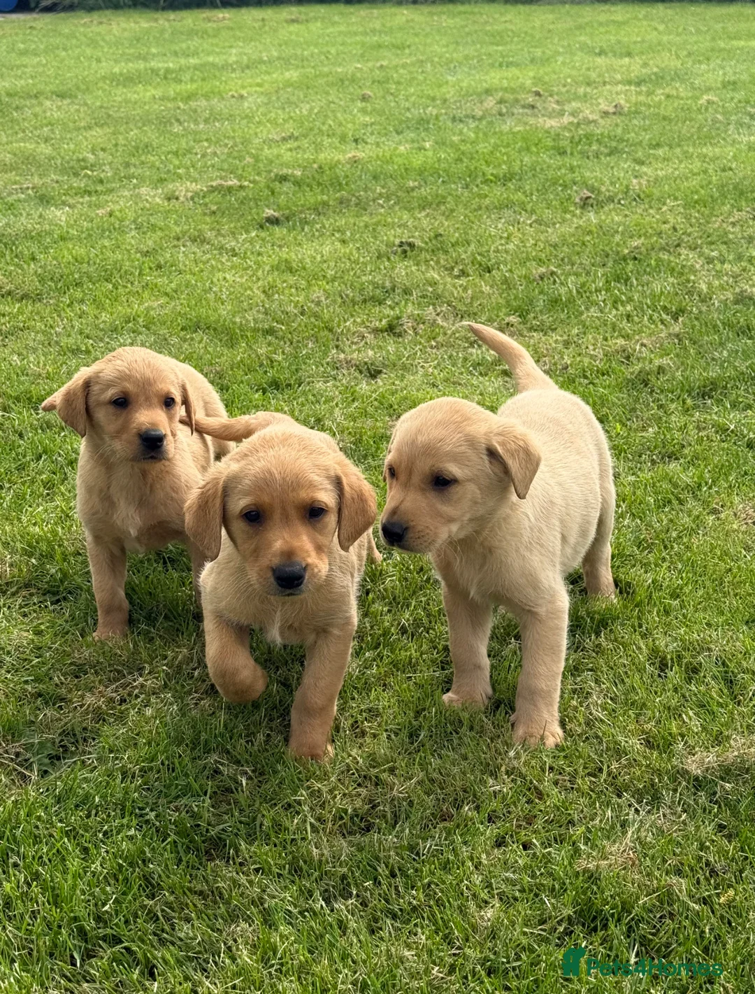 Labrador Retriever dogs for sale: 🧡Fabulous KC Fox Red Puppies.🧡 - Advert 1