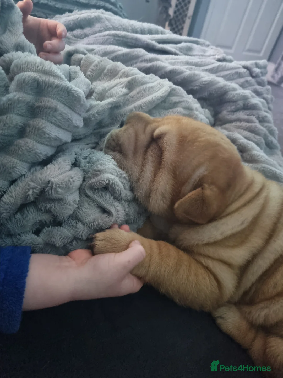 Shar Pei dogs for sale: Puppy for sale  - Advert 11