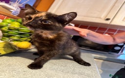 Mixed Breed cats for sale: 2 CUTE TORTOISESHELL GIRLS  - Image 10