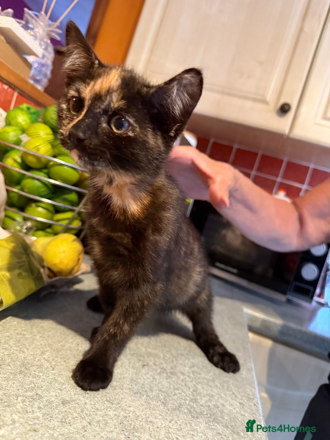 Mixed Breed cats for sale: 2 CUTE TORTOISESHELL GIRLS  - Image 10