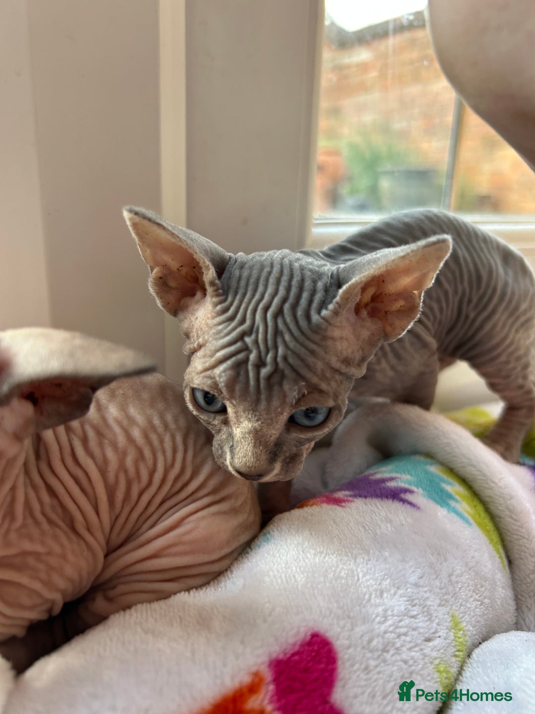 Sphynx cats for sale: Beautiful lot of Sphynx kittens from family pets - Image 6