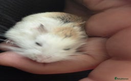 Hamster rodents for sale: Dwarf hamster - Image 7
