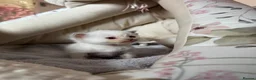 Ragdoll cats for sale: Champion bloodline Ragdoll kittens  in Mansfield - Advert 22