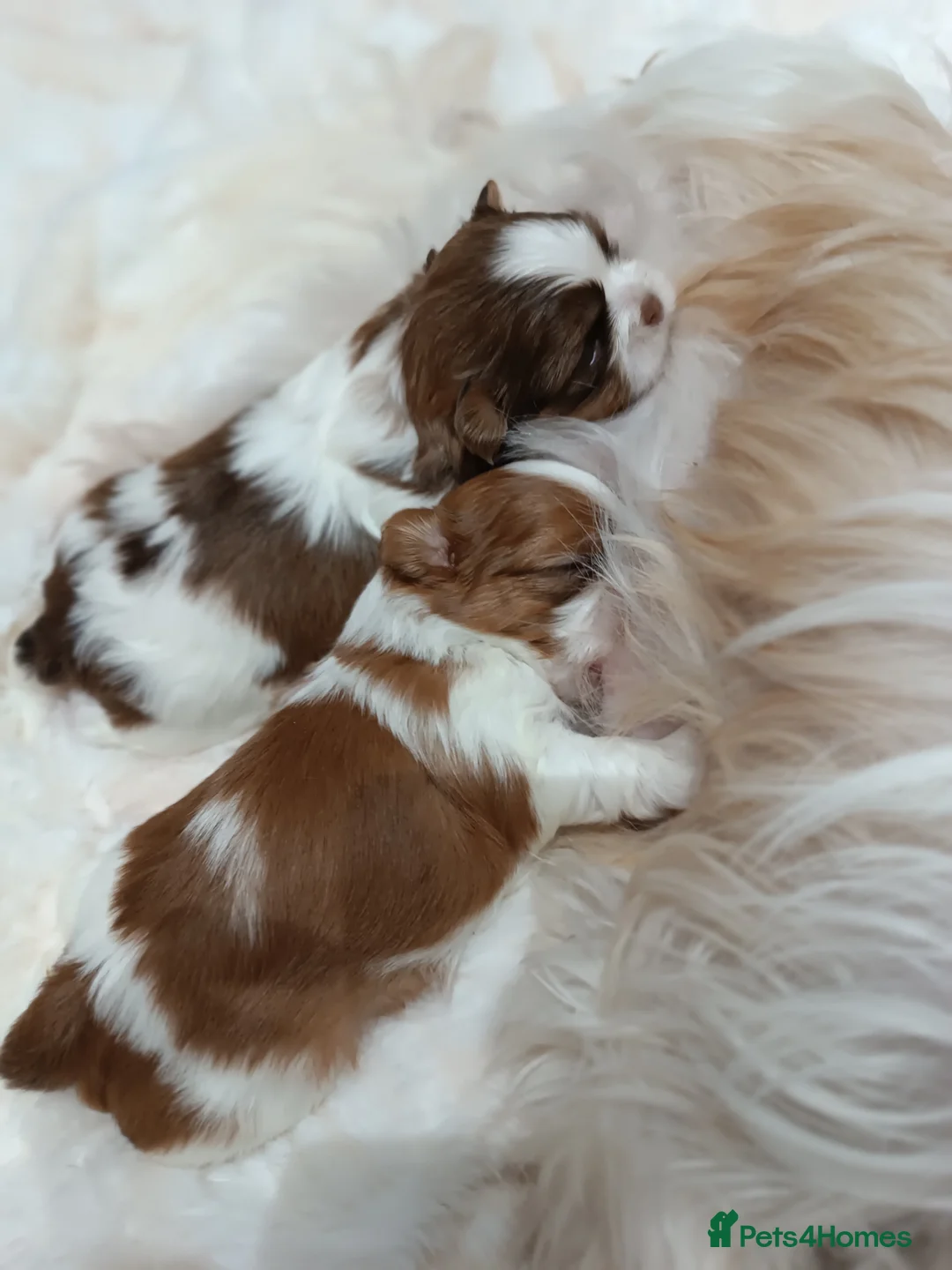 Shih Tzu dogs for sale: Adorable Shih Tzu Puppies Looking for Loving Homes - Advert 1