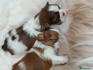 Shih Tzu dogs Adorable Shih Tzu Puppies Looking for Loving Homes - Advert 11