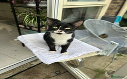 British Shorthair cats for sale: Ms Ninja  - Image 3