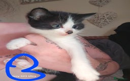 Mixed Breed cats for sale: 4 Beautiful Kittens **2 Black & White Boys Left** - Image 5