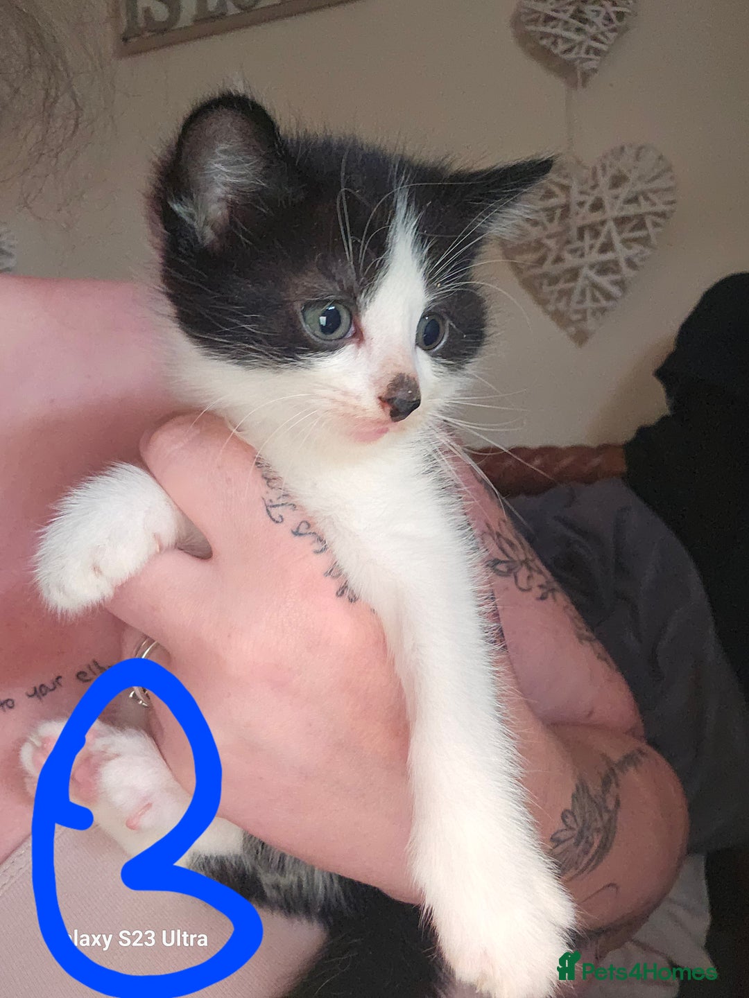 Mixed Breed cats for sale: 4 Beautiful Kittens **2 Black & White Boys Left** - Image 5