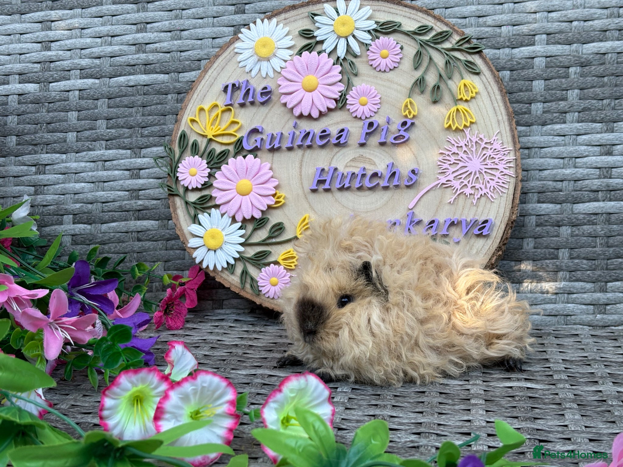 Guinea Pig rodents Pure bred Lunkarya babies  - Advert 1