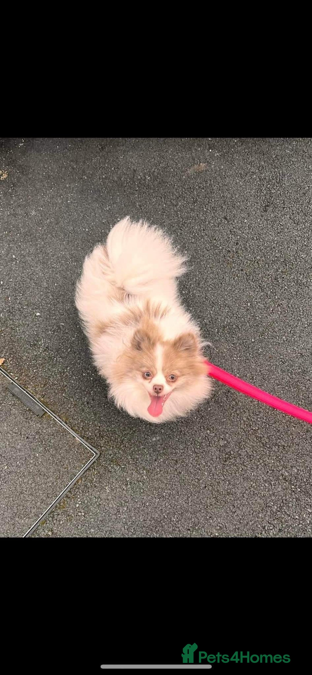 Pomeranian dogs for sale: Stunning Teddy Bear Pomeranians  - Image 7