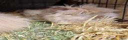 Lionhead rabbits for sale: Purebred double maned super fluffy lionhead girls - Advert 13