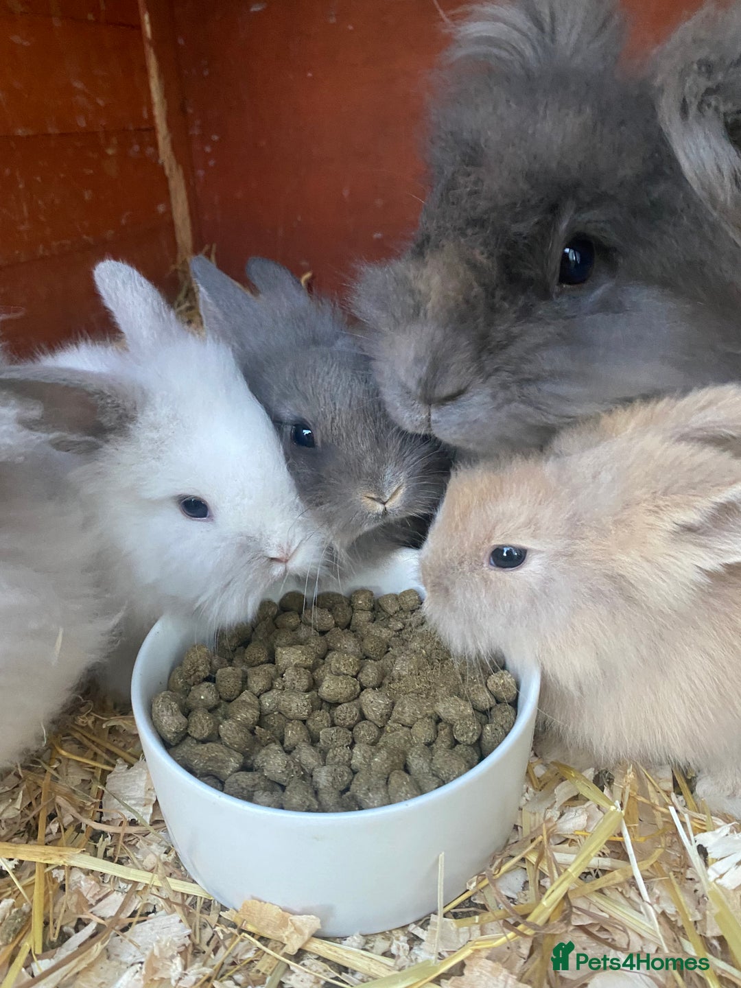 Lionhead rabbits for sale: lionheads for sale, ONE LEFT   in Holsworthy - Image 9