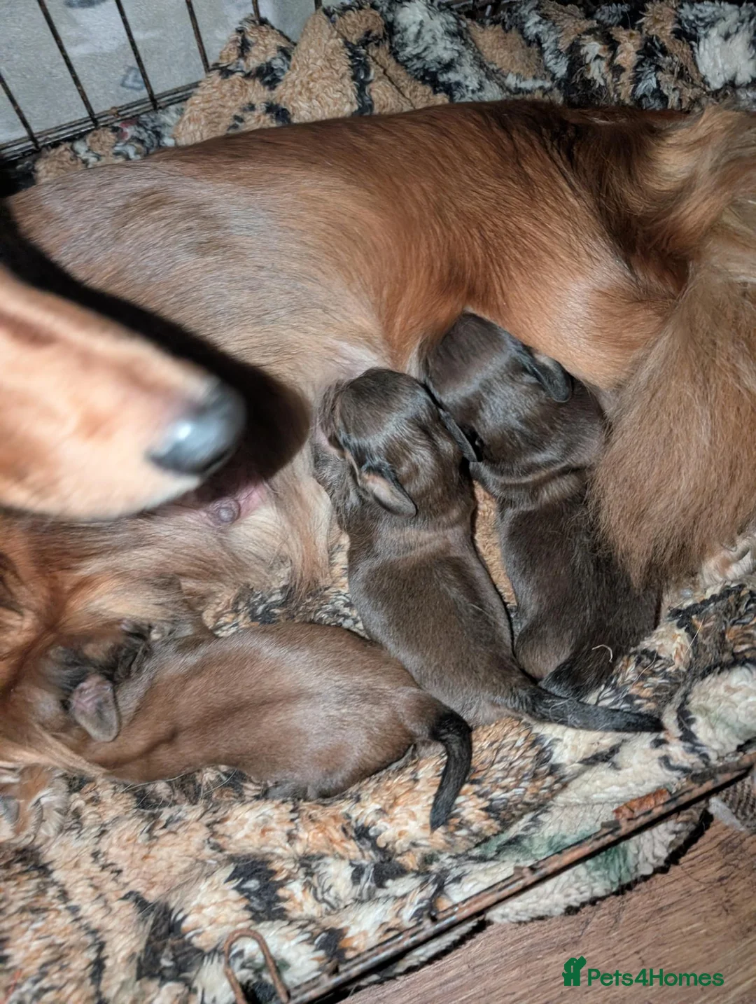 Dachshund dogs for sale: KC Registered Standard Long-haired Dachshunds  in Selby - Advert 1