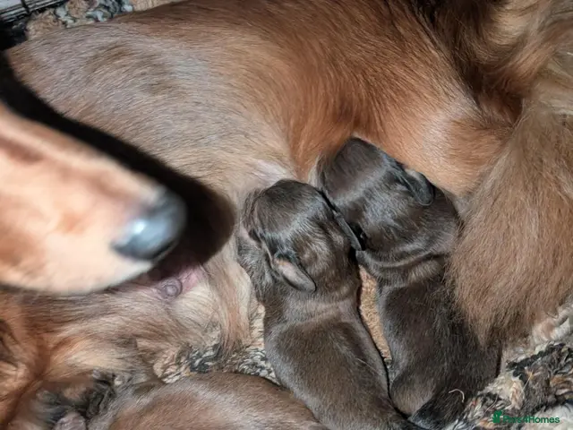 Dachshund dogs for sale: KC Registered Standard Long-haired Dachshunds - Advert 18