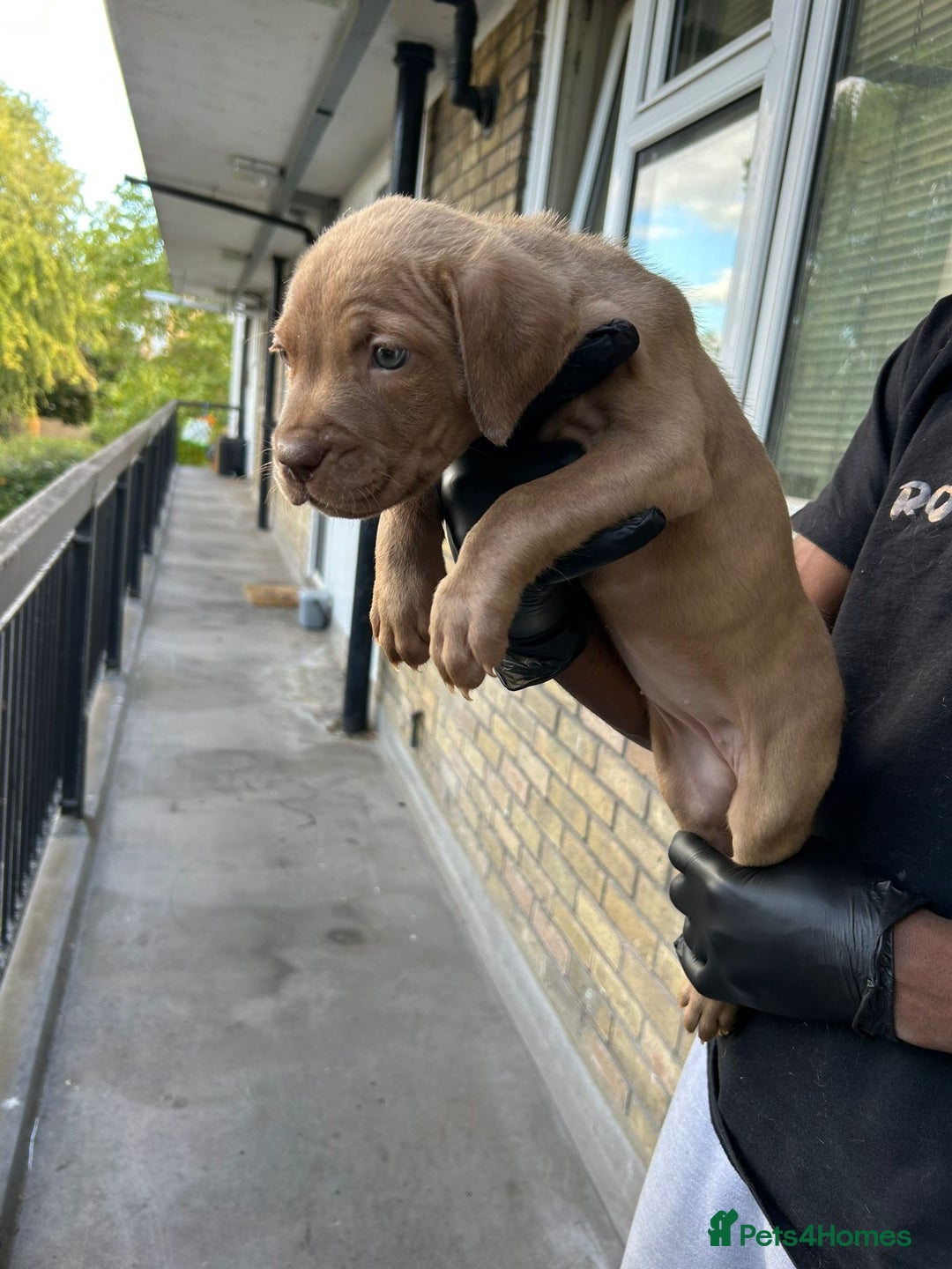 Mastiff dogs for sale: Mastiff X Pups - Advert 14