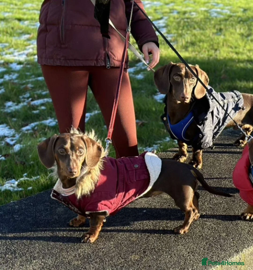 Miniature Dachshund dogs for sale: Miniature dachshund for sale  - Advert 4