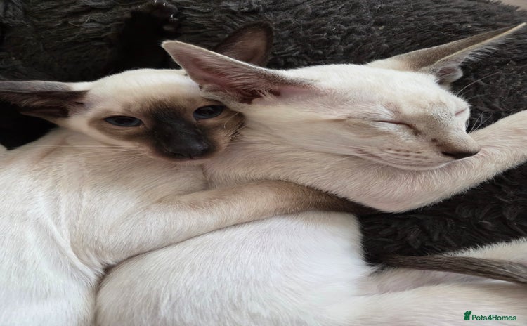 Siamese cats - Advert 7