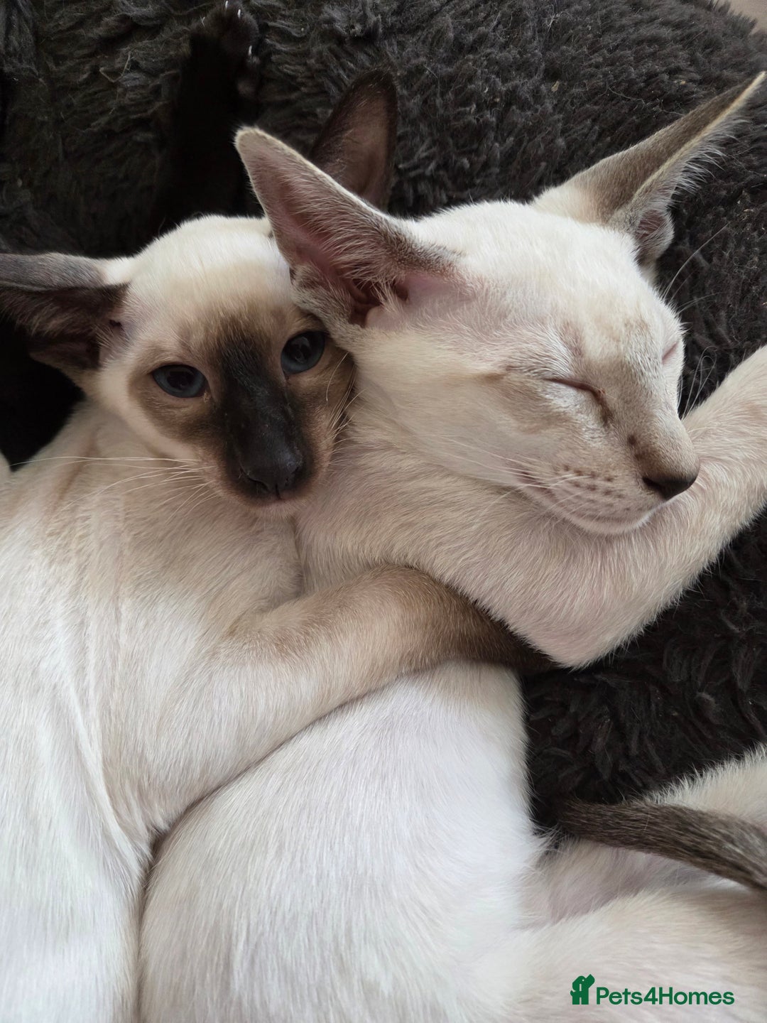 Siamese cats for sale: Siamese Seal Point & Seal Tabby point Ready Now  - Image 1