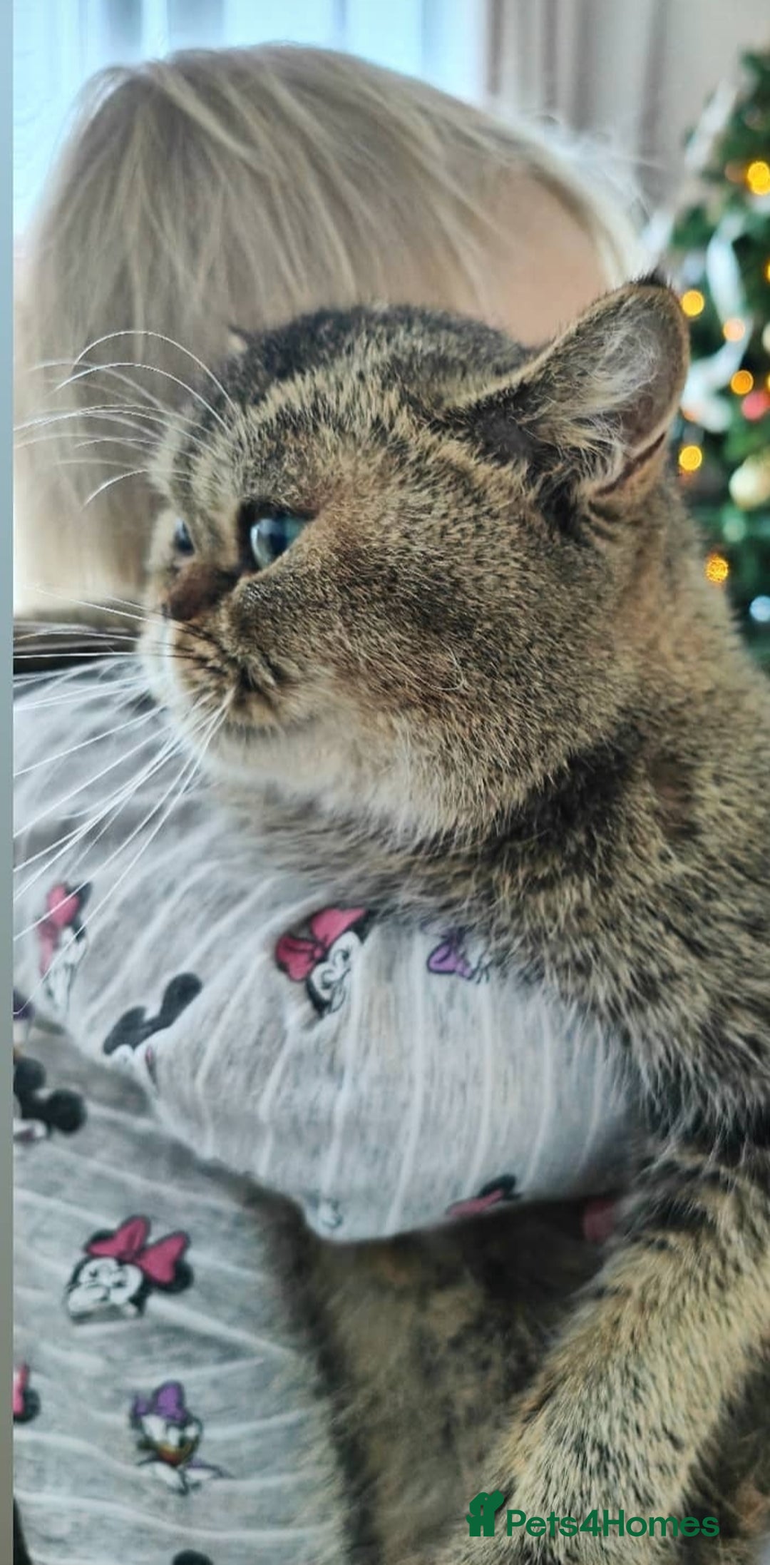 Scottish Fold cats for sale: Rare colours Scottish fold  in Brackley - Image 5