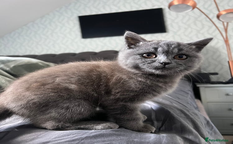 British Shorthair cats - Advert 1