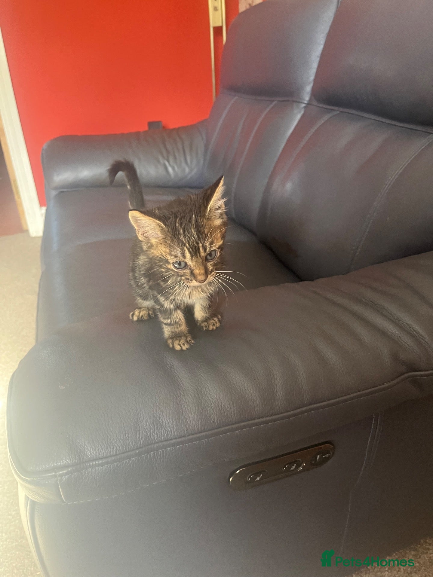 Mixed Breed cats 3Beautiful kittens available  - Advert 1