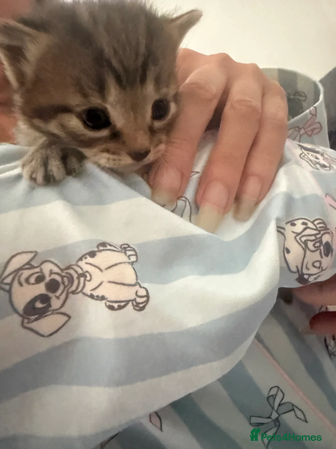 Mixed Breed cats for sale: Mixed breed kittens  - Advert 2