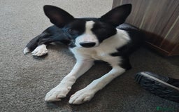 Border Collie dogs for sale: 16 week old female border collie for sale  - Image 1