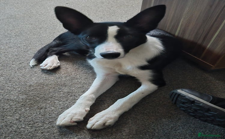 Border Collie dogs - Advert 2