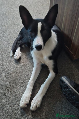 Border Collie dogs - Advert 13