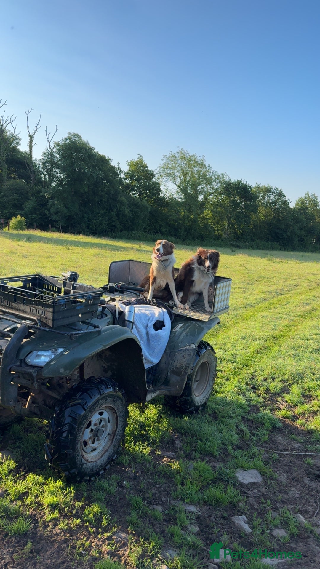 Border Collie dogs for stud: Chip for Stud - Image 3