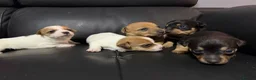 Jack Russell dogs for sale: Stunning miniature short haired jack Russell pups - Advert 4