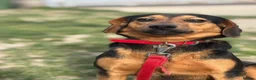 Mixed Breed dogs for adoption: Valentina - Advert 6