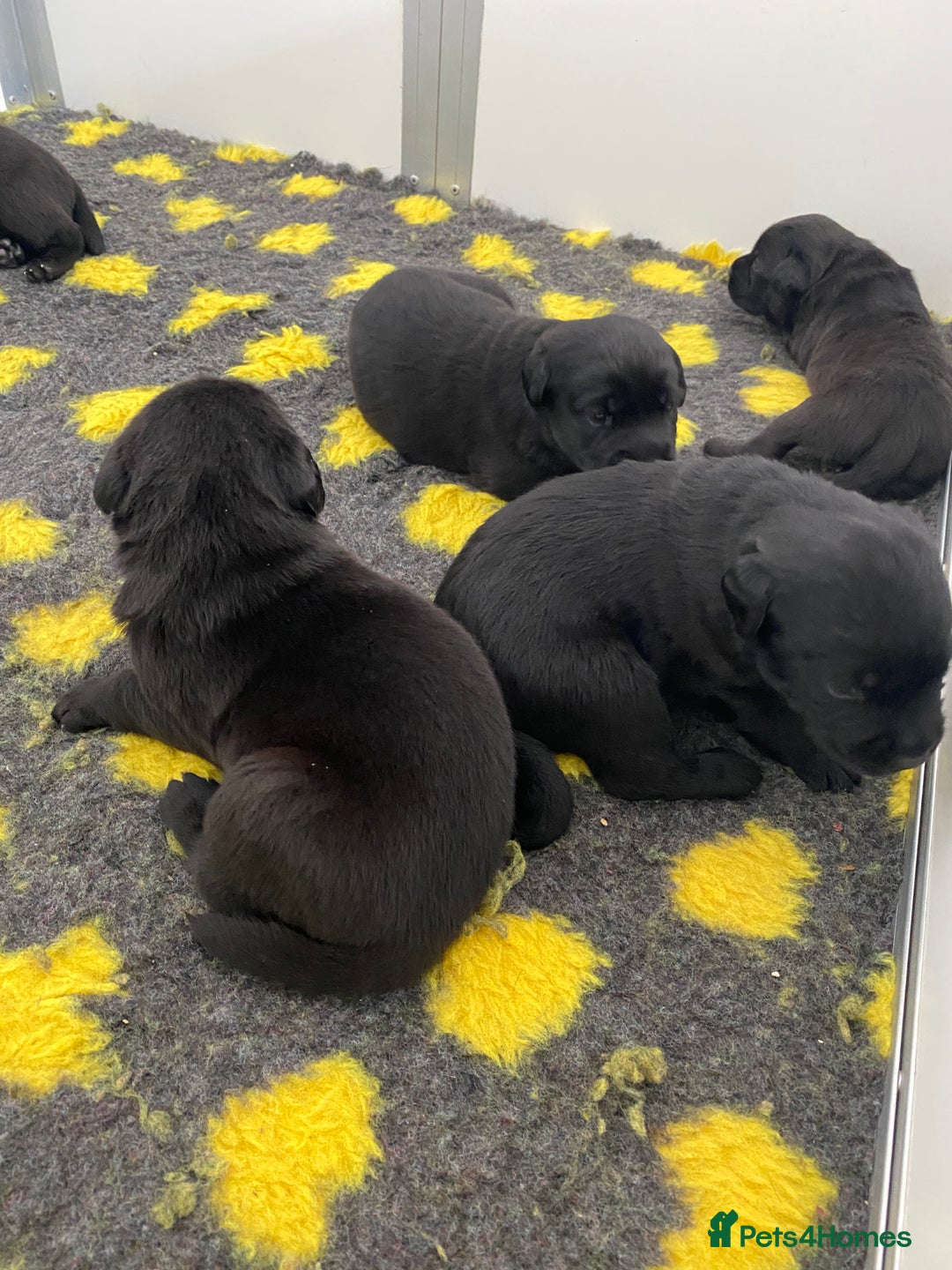 Labrador Retriever dogs for sale: Black Labrador puppies  - Image 11