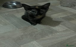 Mixed Breed cats for sale: Two sisters  - Image 4