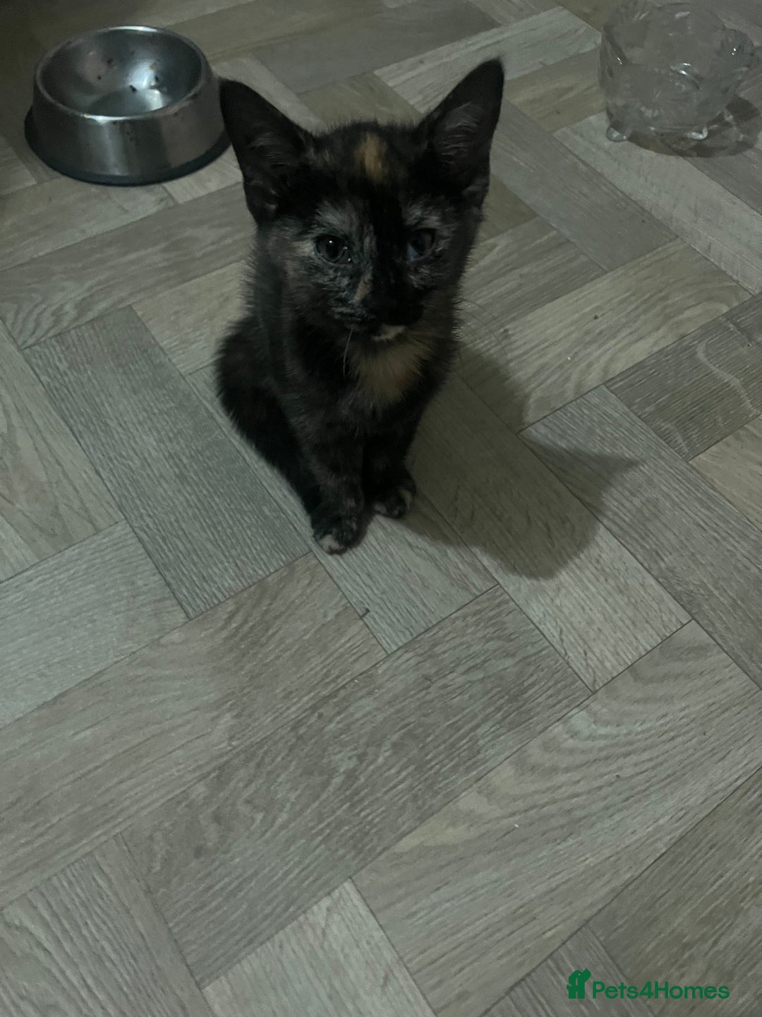 Mixed Breed cats for sale: Two sisters  - Image 4