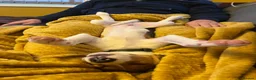 Beagle dogs for sale: Beagle puppy 6 months old male  - Advert 7