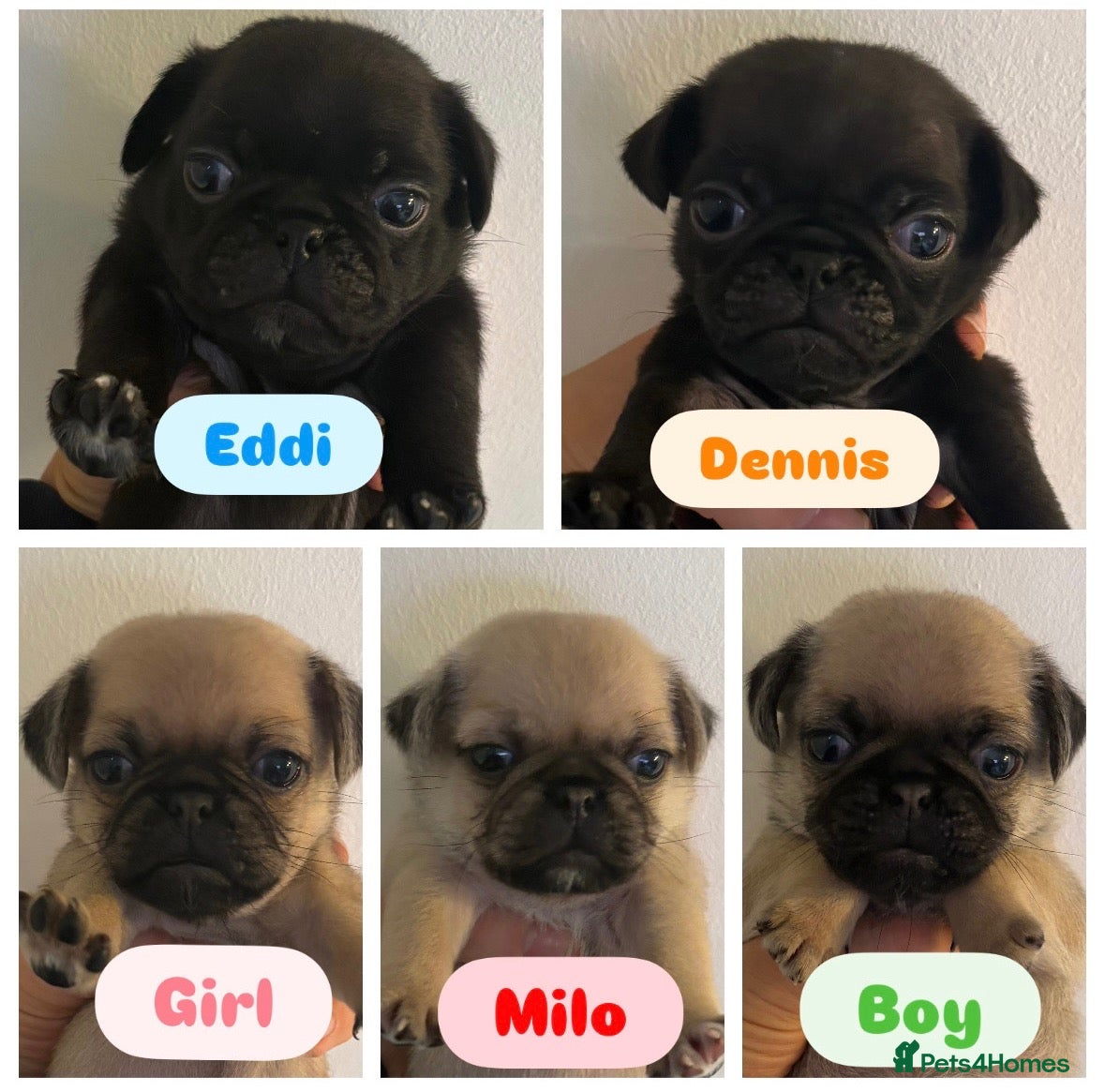Pug dogs Beautiful Purebred Pug Pups (Parents can be seen) - Advert 7
