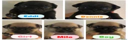 Pug dogs for sale: Beautiful Purebred Pug Pups (Parents can be seen) - Advert 1
