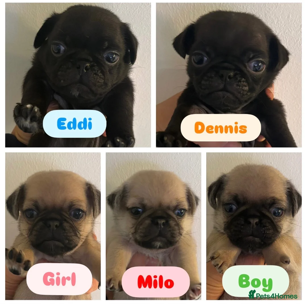 Pug dogs for sale: Beautiful Purebred Pug Pups (Parents can be seen) - Advert 1
