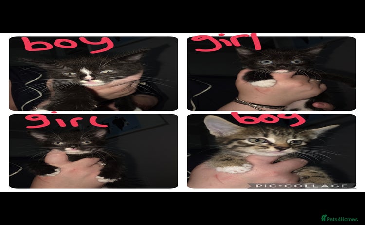 Domestic Shorthair cats - Advert 2
