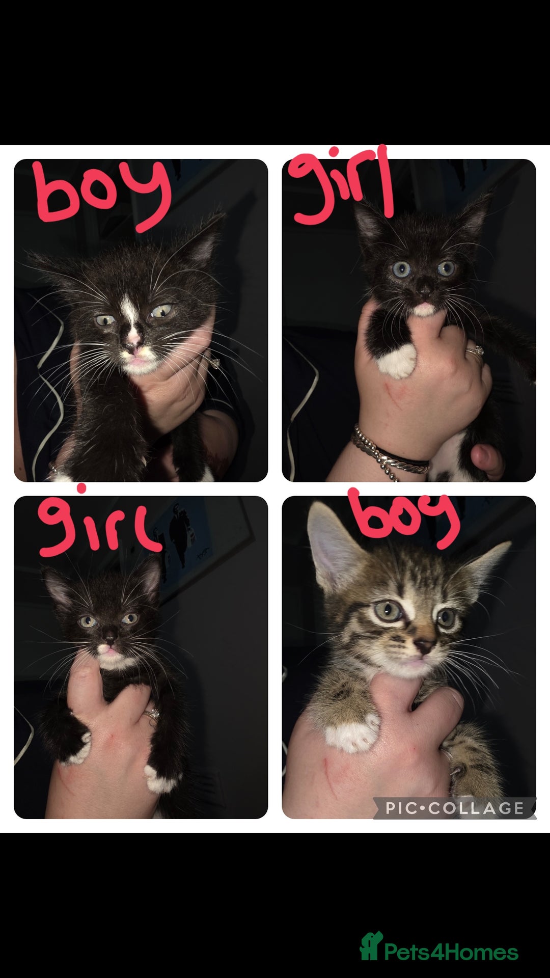 Domestic Shorthair cats for sale: 4 beautiful loving kittens for sale  - Image 1