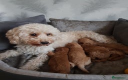 Cavapoo dogs for sale: 🧡 FABULOUS F1B CAVAPOO PUPPIES 🧡 - Image 6