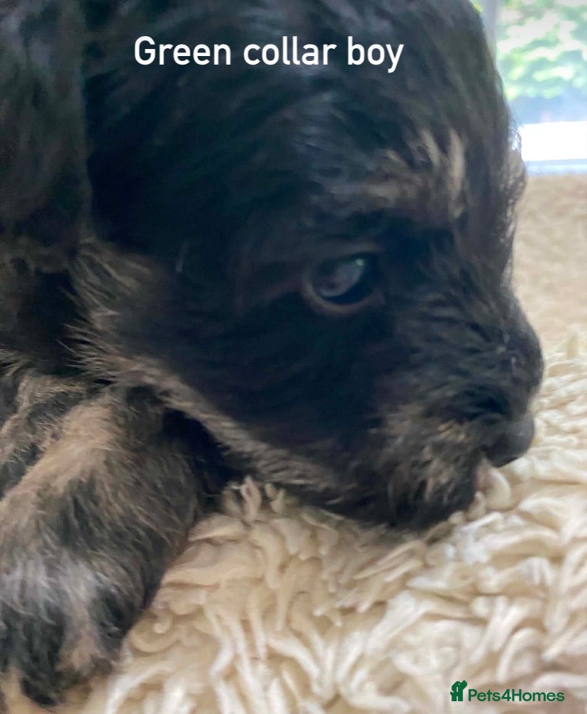 Schnoodle dogs F1 Toy Schnoodles  - Advert 4