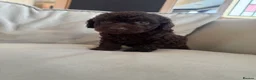Cockapoo dogs for sale: 5 stunning cockapoo  - Advert 3