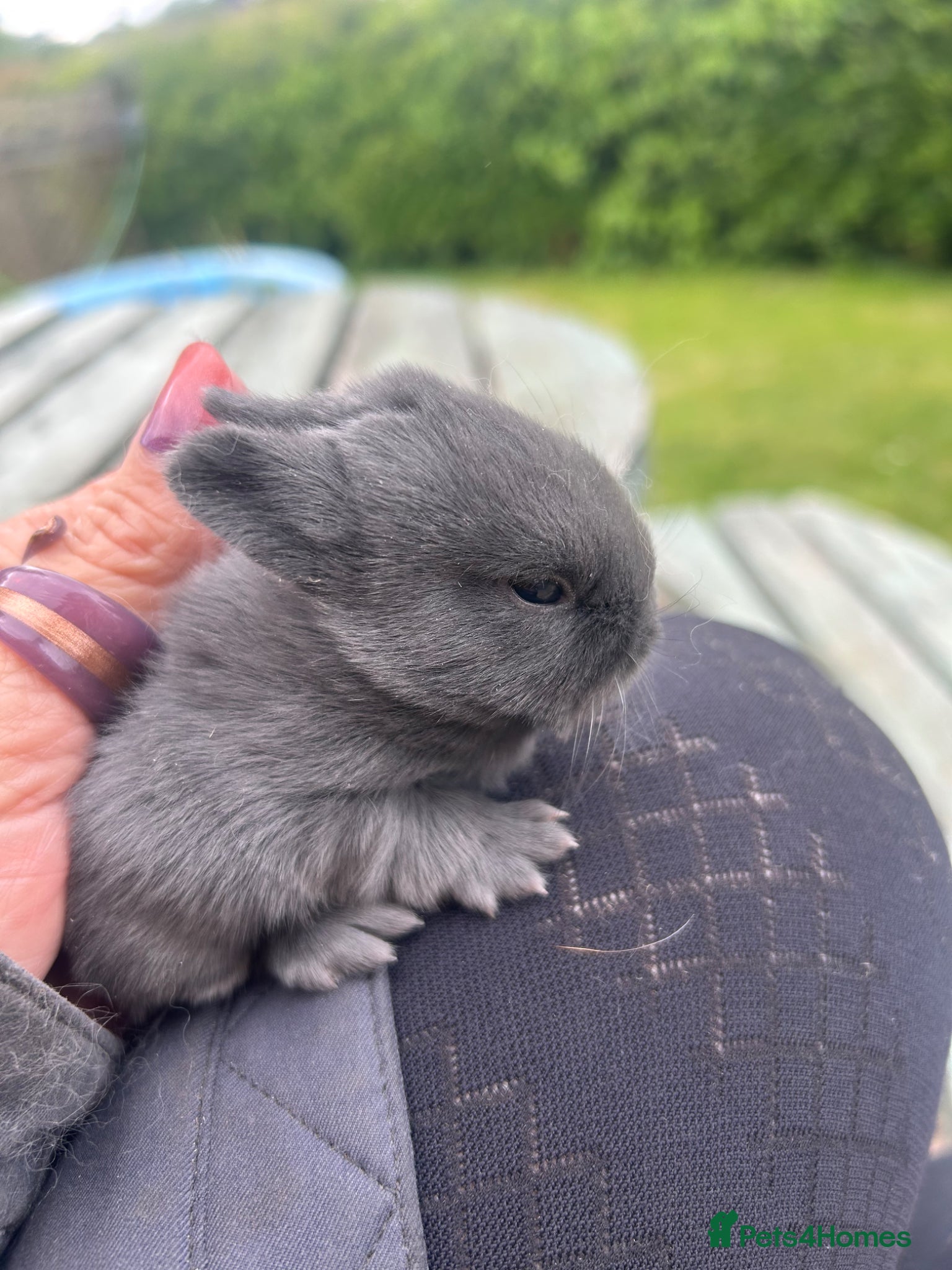 Mini Lop rabbits for sale: Stunning pure mini lop & Mini Rex X ML   - Advert 15