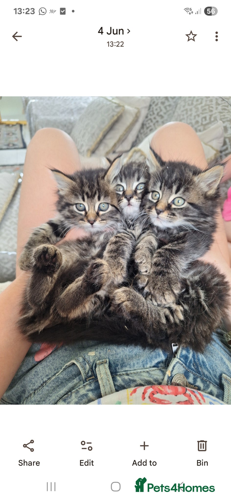 Mixed Breed cats Kittens fluffy tabby  - Advert 2