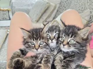 Mixed Breed cats Kittens fluffy tabby - Advert 1