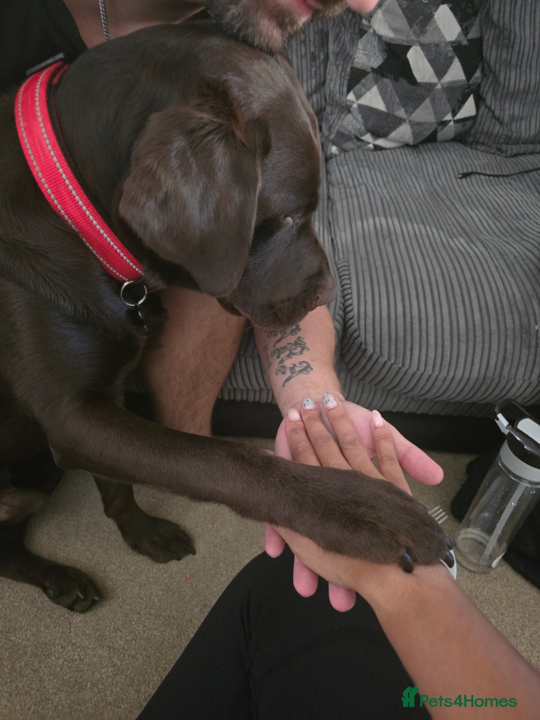 Labrador Retriever dogs for stud: 🐾STUNNING KC REGISTERED CHOCOLATE LAB FOR STUD - Image 2
