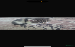 Mixed Breed cats for sale: Beautiful tabby kittens  - Image 7