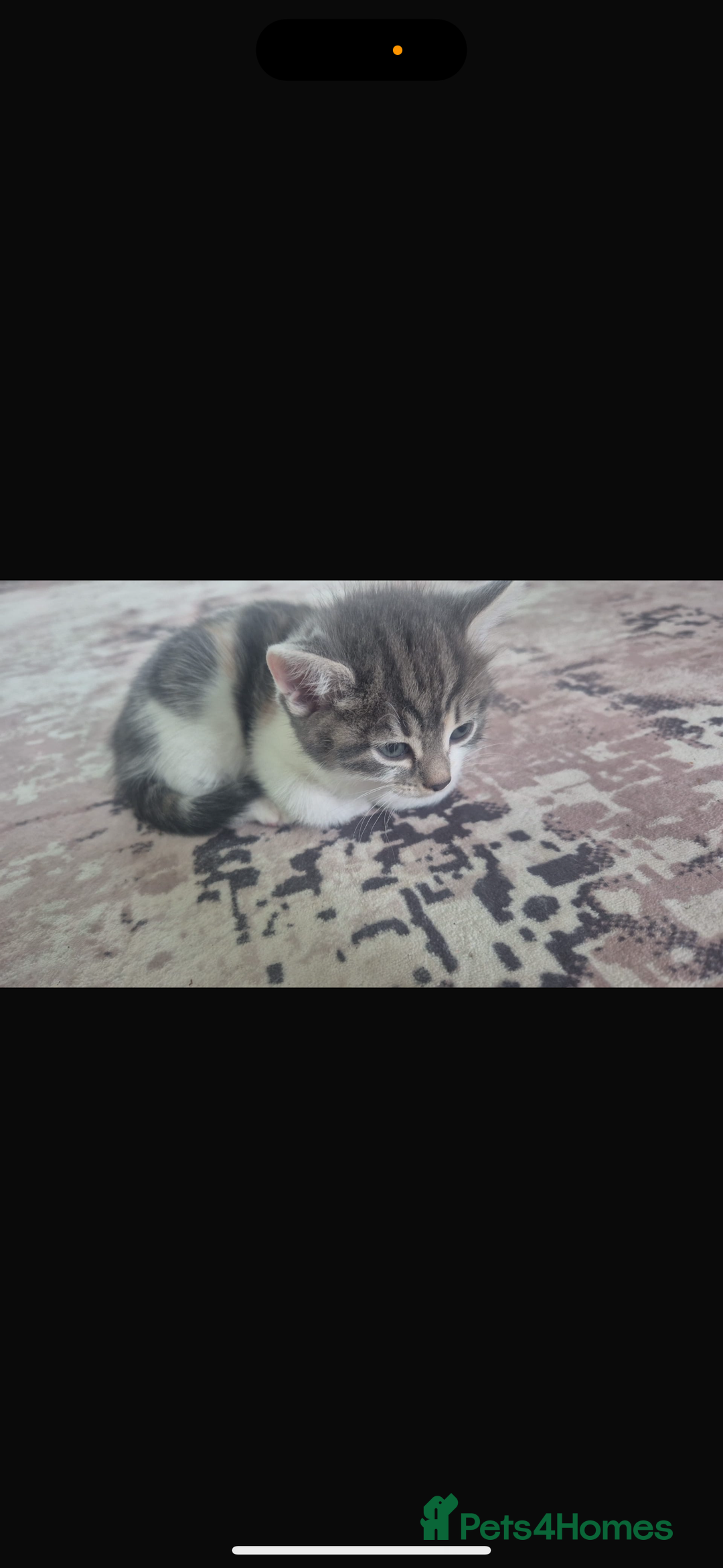 Mixed Breed cats for sale: Beautiful tabby kittens  - Image 7